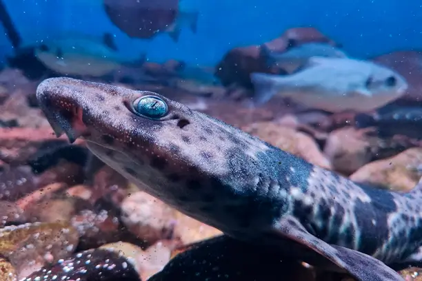 Acuario del Puerto de Guayacán